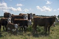 Laesoe island cows